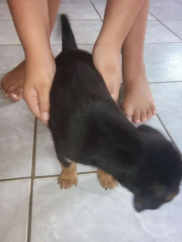 Cachorro ra a Vira-Latas idade Abaixo de 2 meses nome Sem nome