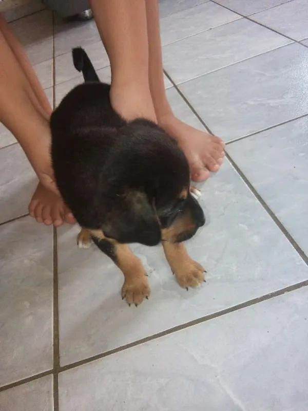 Cachorro ra a Vira-Latas idade Abaixo de 2 meses nome Sem nome