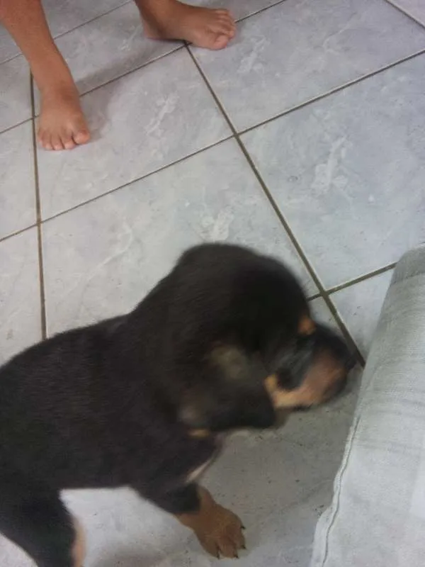 Cachorro ra a Vira-Latas idade Abaixo de 2 meses nome Sem nome