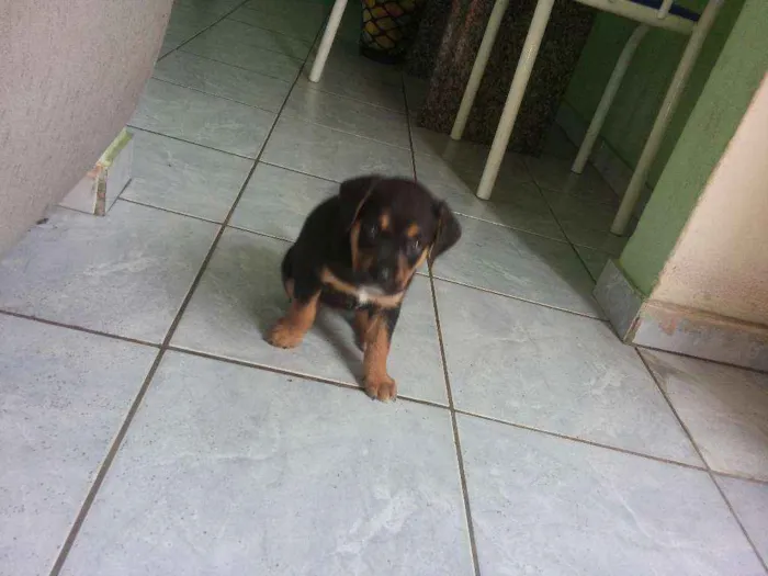 Cachorro ra a Vira-Latas idade Abaixo de 2 meses nome Sem nome