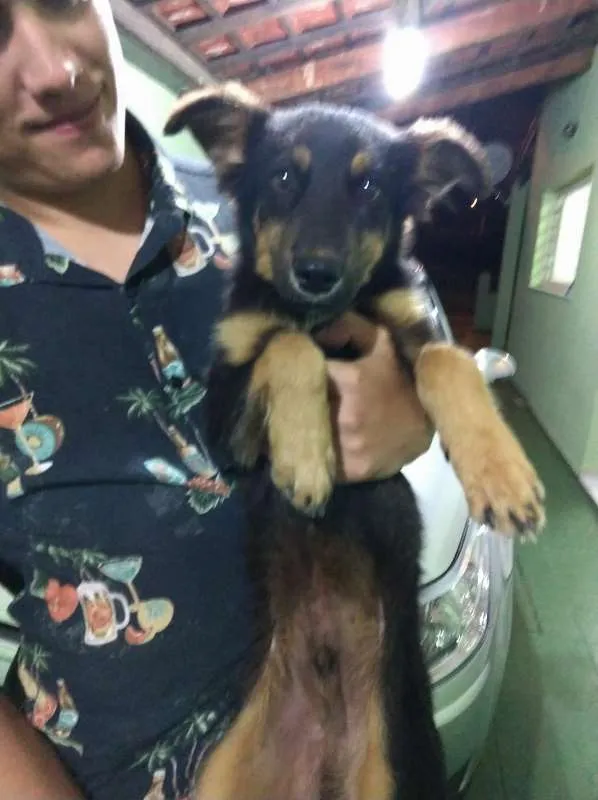 Cachorro ra a vira lata idade 2 a 6 meses nome Farofa