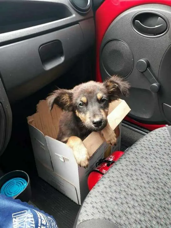 Cachorro ra a vira lata idade 2 a 6 meses nome Farofa