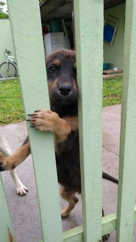 Cachorro ra a vira lata idade 2 a 6 meses nome Farofa