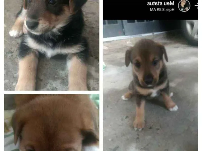 Cachorro ra a Sem raça definida idade Abaixo de 2 meses nome Filhotes