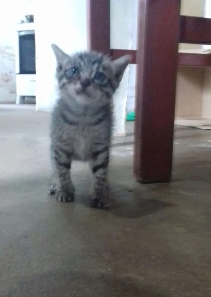 Gato ra a  idade Abaixo de 2 meses nome Gata