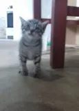 Gata