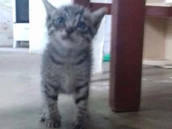 Gato ra a  idade Abaixo de 2 meses nome Gata