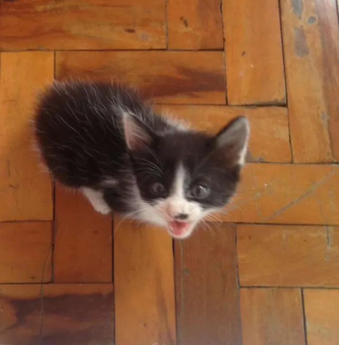 Gato ra a sem raça definida idade Abaixo de 2 meses nome sem nome