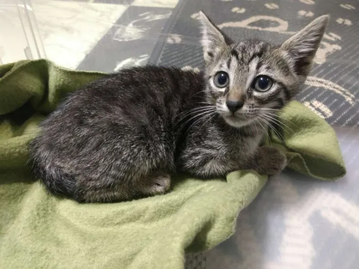 Gato ra a  idade Abaixo de 2 meses nome Rubi