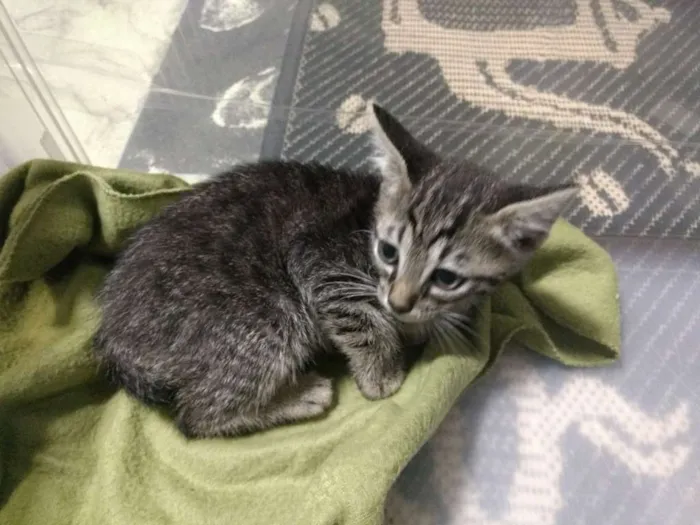 Gato ra a  idade Abaixo de 2 meses nome Rubi