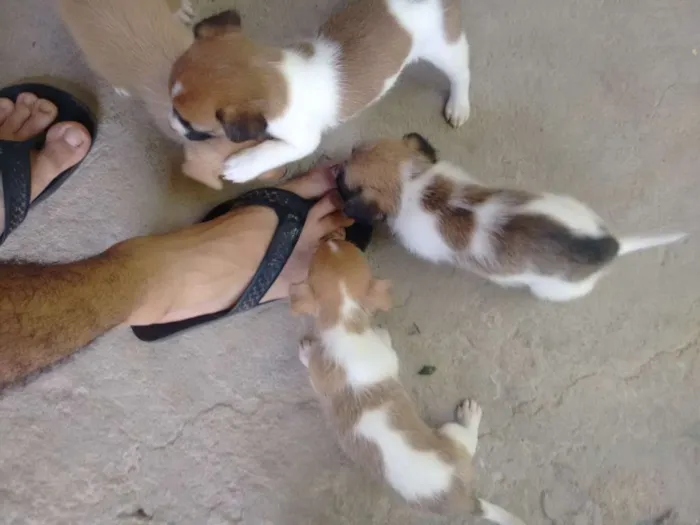 Cachorro ra a Sem raça definida idade 2 a 6 meses nome 3 cadelinhas