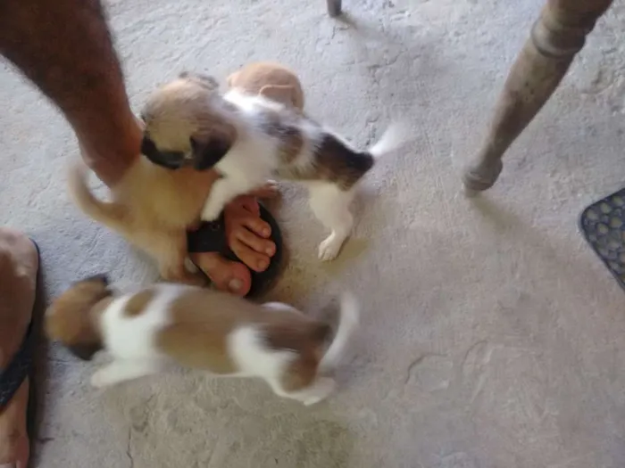 Cachorro ra a Sem raça definida idade 2 a 6 meses nome 3 cadelinhas