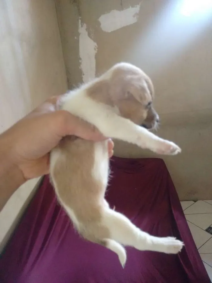 Cachorro ra a Sem raça definida idade 2 a 6 meses nome 3 cadelinhas