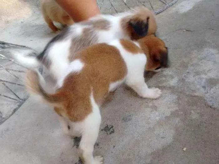 Cachorro ra a Sem raça definida idade 2 a 6 meses nome 3 cadelinhas