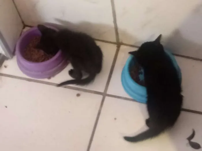 Gato ra a Indefinida idade Abaixo de 2 meses nome Leona e Luna