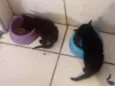 Leona e Luna