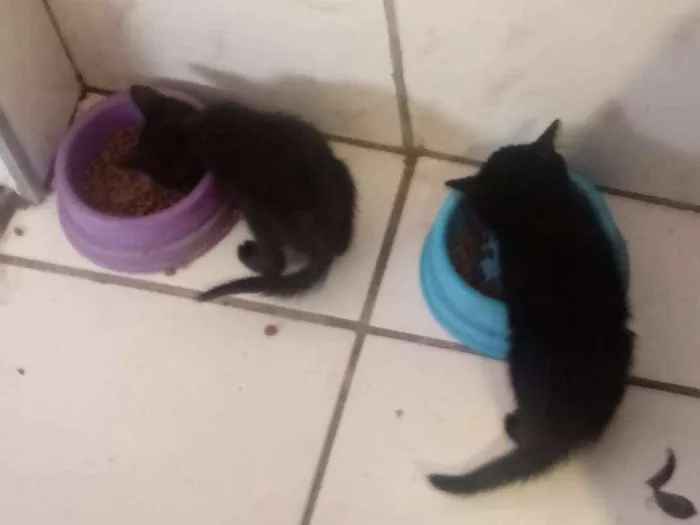 Gato ra a Indefinida idade Abaixo de 2 meses nome Leona e Luna