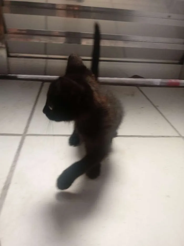 Gato ra a Indefinida idade Abaixo de 2 meses nome Leona e Luna