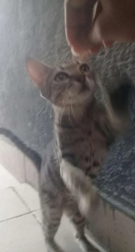 Gato ra a Não sei idade Abaixo de 2 meses nome Ainda não tem nome