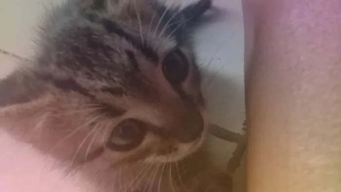 Gato ra a Não sei idade Abaixo de 2 meses nome Ainda não tem nome