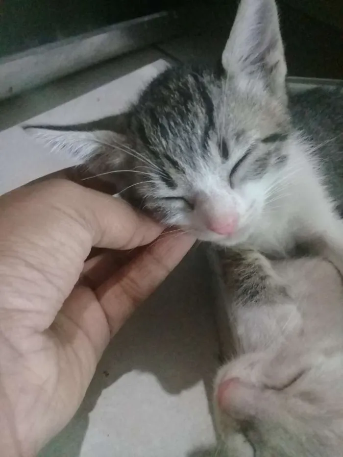 Gato ra a Não sei idade Abaixo de 2 meses nome Ainda não tem nome