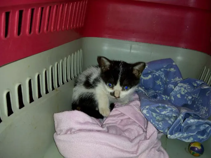 Gato raça srd idade Abaixo de 2 meses nome TIQUINHO