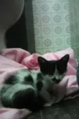 TIQUINHO