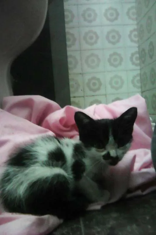 Gato raça srd idade Abaixo de 2 meses nome TIQUINHO