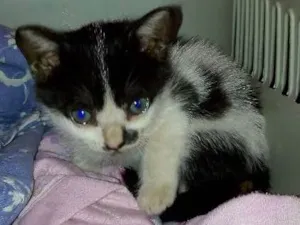 Gato raça srd idade Abaixo de 2 meses nome TIQUINHO