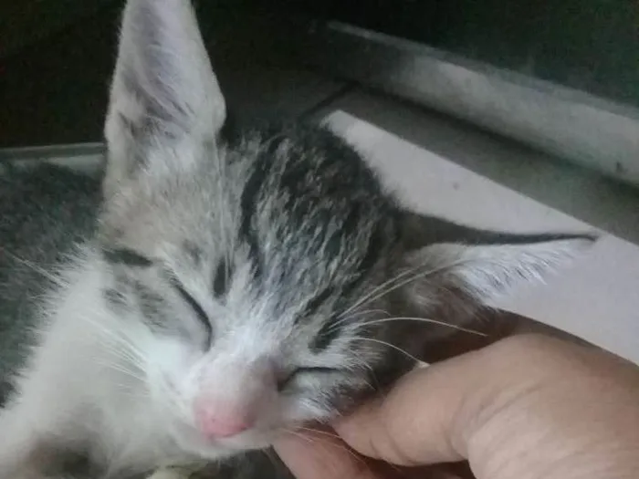 Gato ra a Não sei idade Abaixo de 2 meses nome Ainda não tem nome