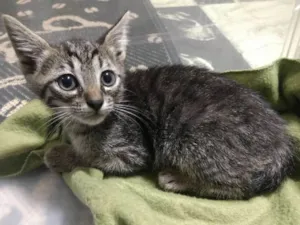 Gato raça  idade Abaixo de 2 meses nome Rubi