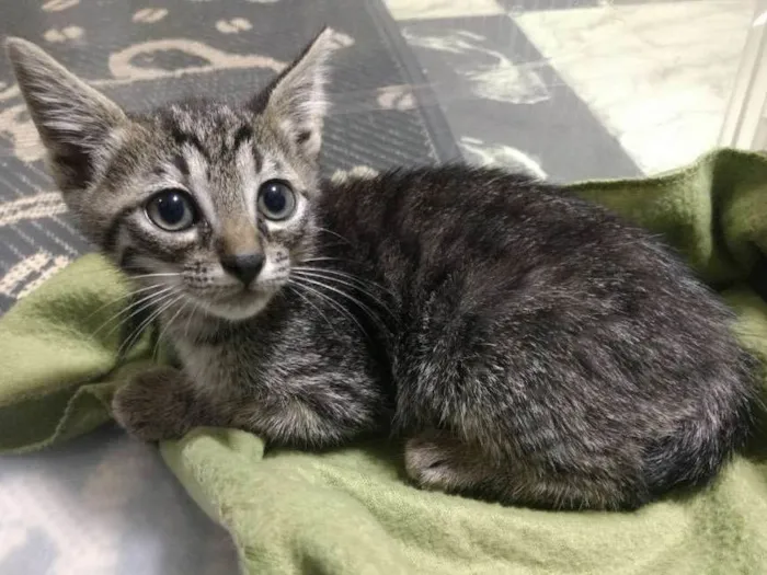 Gato ra a  idade Abaixo de 2 meses nome Rubi