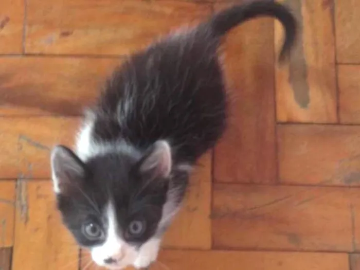 Gato ra a sem raça definida idade Abaixo de 2 meses nome sem nome