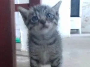 Gato raça  idade Abaixo de 2 meses nome Gata