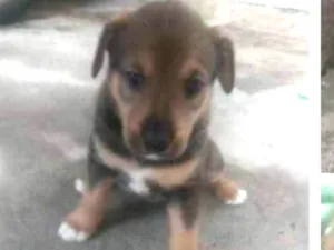 Cachorro raça Sem raça definida idade Abaixo de 2 meses nome Filhotes