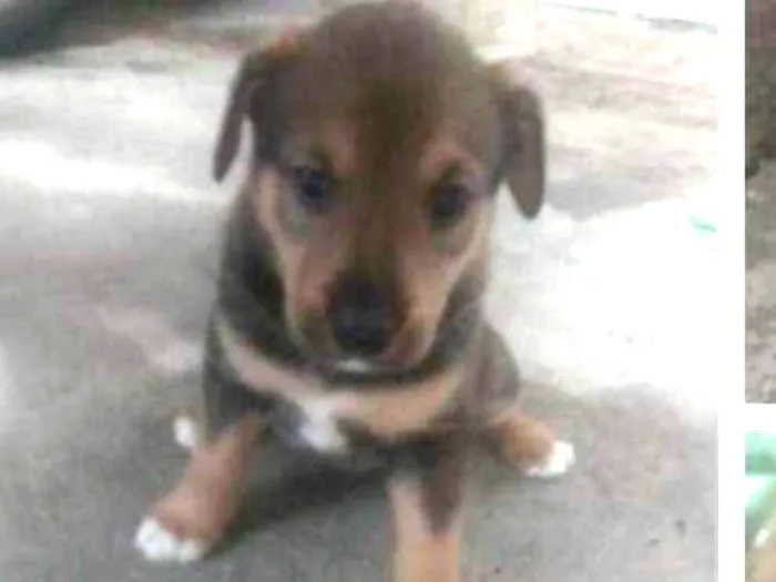 Cachorro ra a Sem raça definida idade Abaixo de 2 meses nome Filhotes