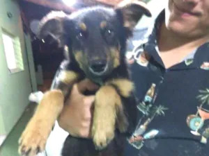 Cachorro raça vira lata idade 2 a 6 meses nome Farofa