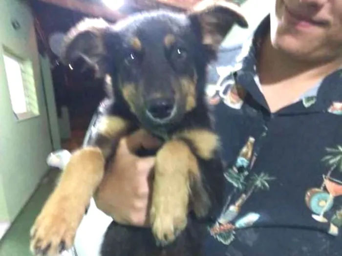Cachorro ra a vira lata idade 2 a 6 meses nome Farofa
