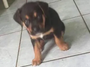Cachorro raça Vira-Latas idade Abaixo de 2 meses nome Sem nome