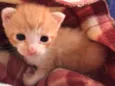 Gatinhos
