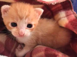 Gato raça SRD idade Abaixo de 2 meses nome Gatinhos