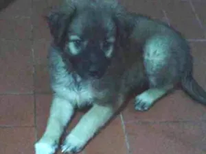 Cachorro raça Srd idade Abaixo de 2 meses nome Sem nome