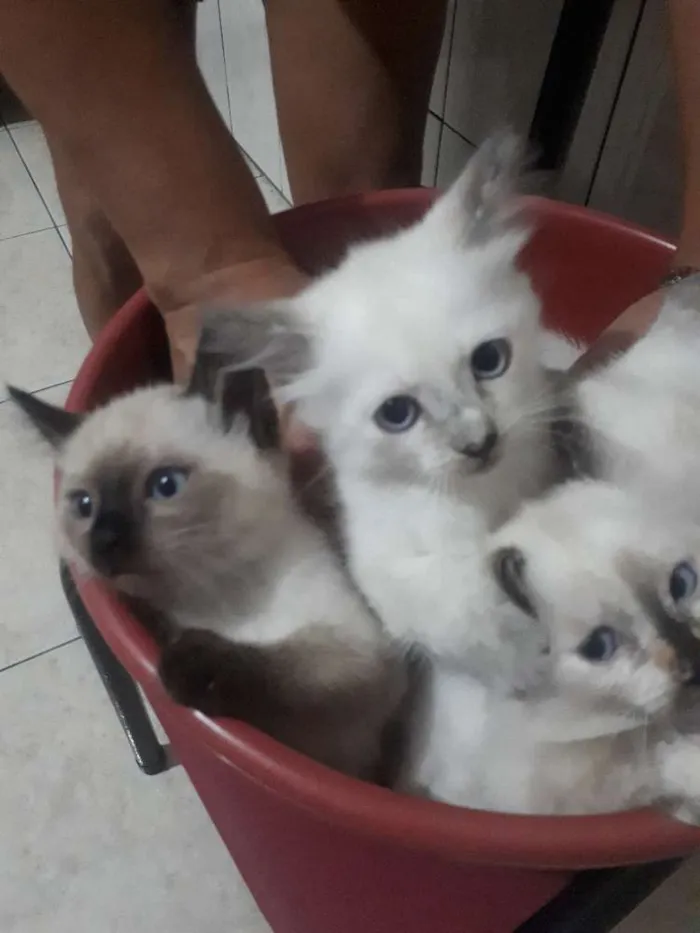Gato ra a  idade 2 a 6 meses nome Sem nome 