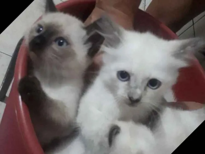 Gato ra a  idade 2 a 6 meses nome Sem nome 