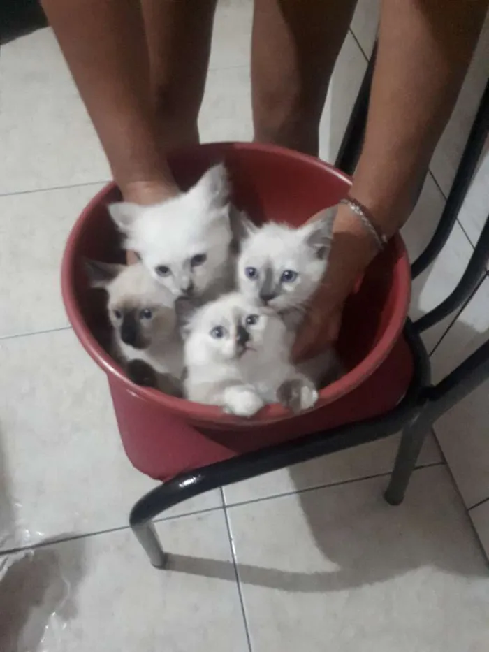 Gato ra a  idade 2 a 6 meses nome Sem nome 