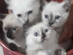 Gato raça  idade 2 a 6 meses nome Sem nome 