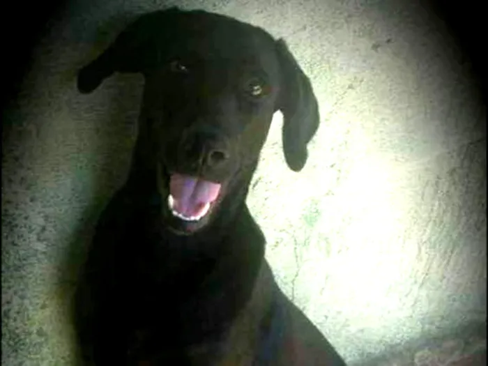 Cachorro ra a Labrador idade 2 anos nome Thor