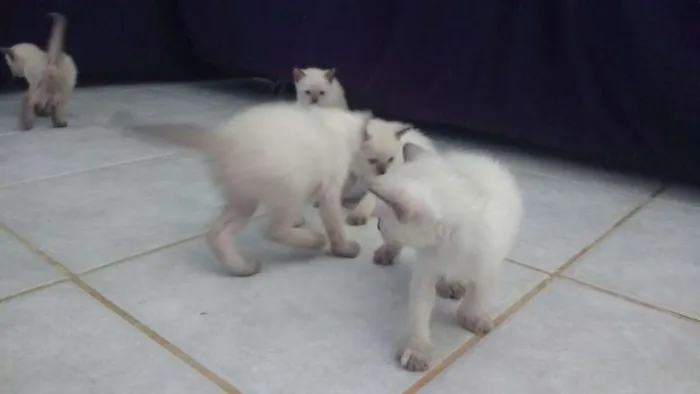 Gato raça Siamês  idade Abaixo de 2 meses nome Sem nome 