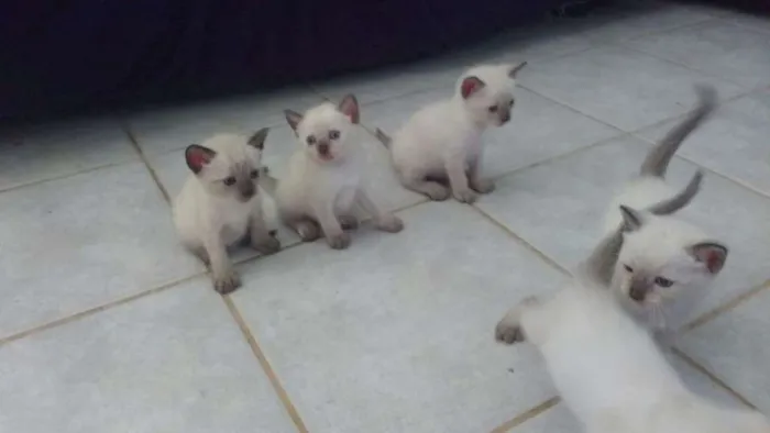Gato raça Siamês  idade Abaixo de 2 meses nome Sem nome 