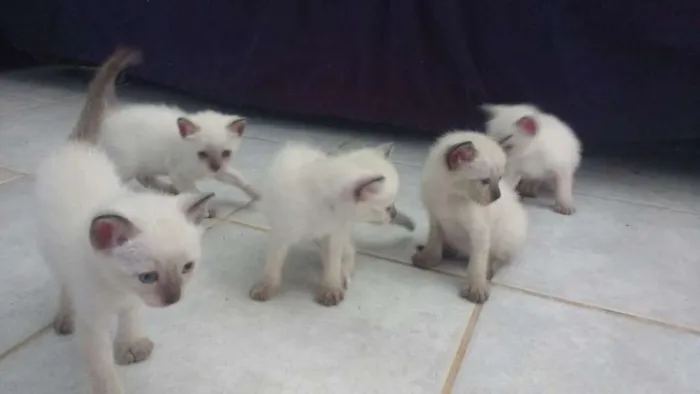 Gato raça Siamês  idade Abaixo de 2 meses nome Sem nome 